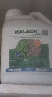 Kalach